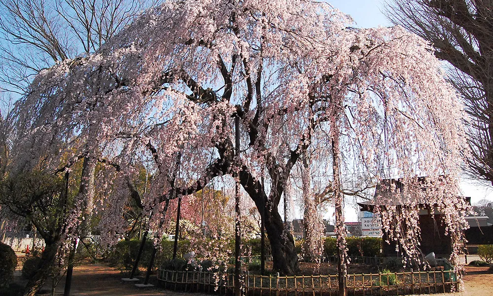 櫻乃丘聖地霊園004