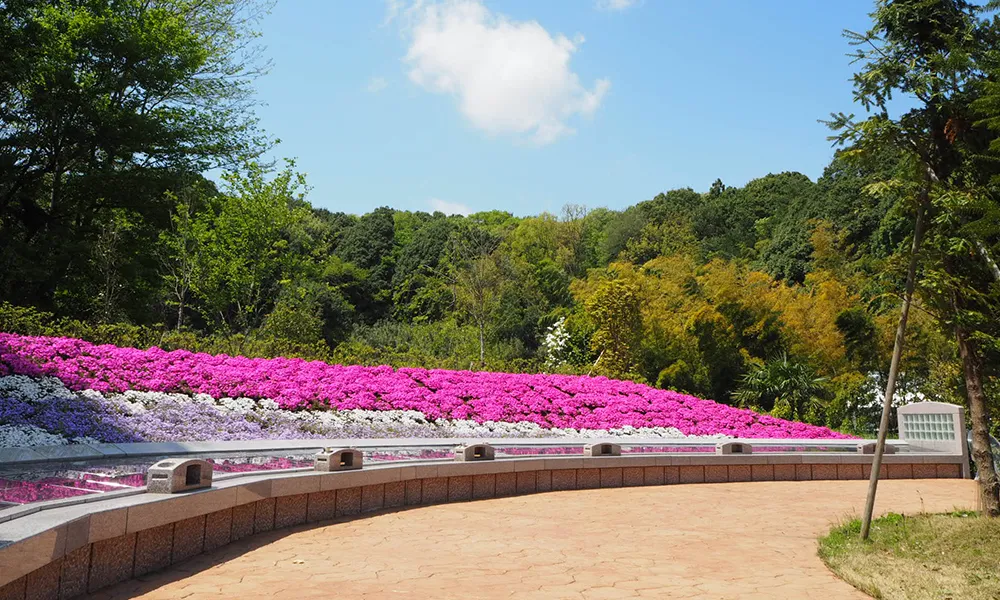 芝桜