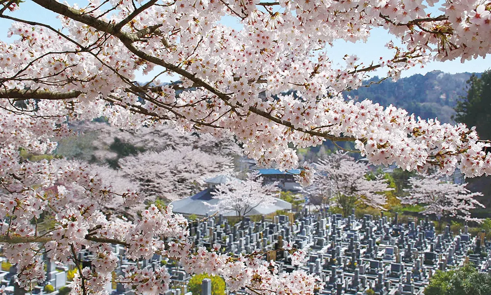 桜の花
